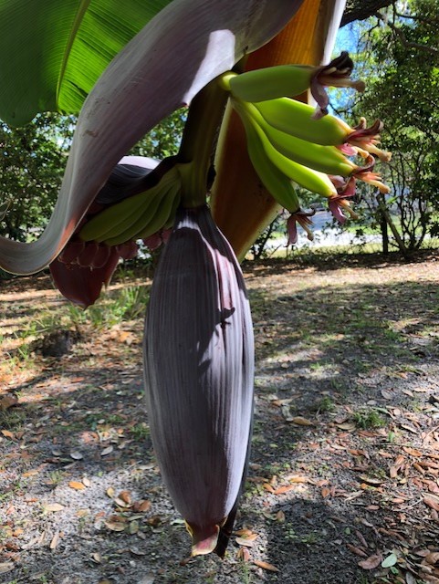 Dwarf Orinoco Banana